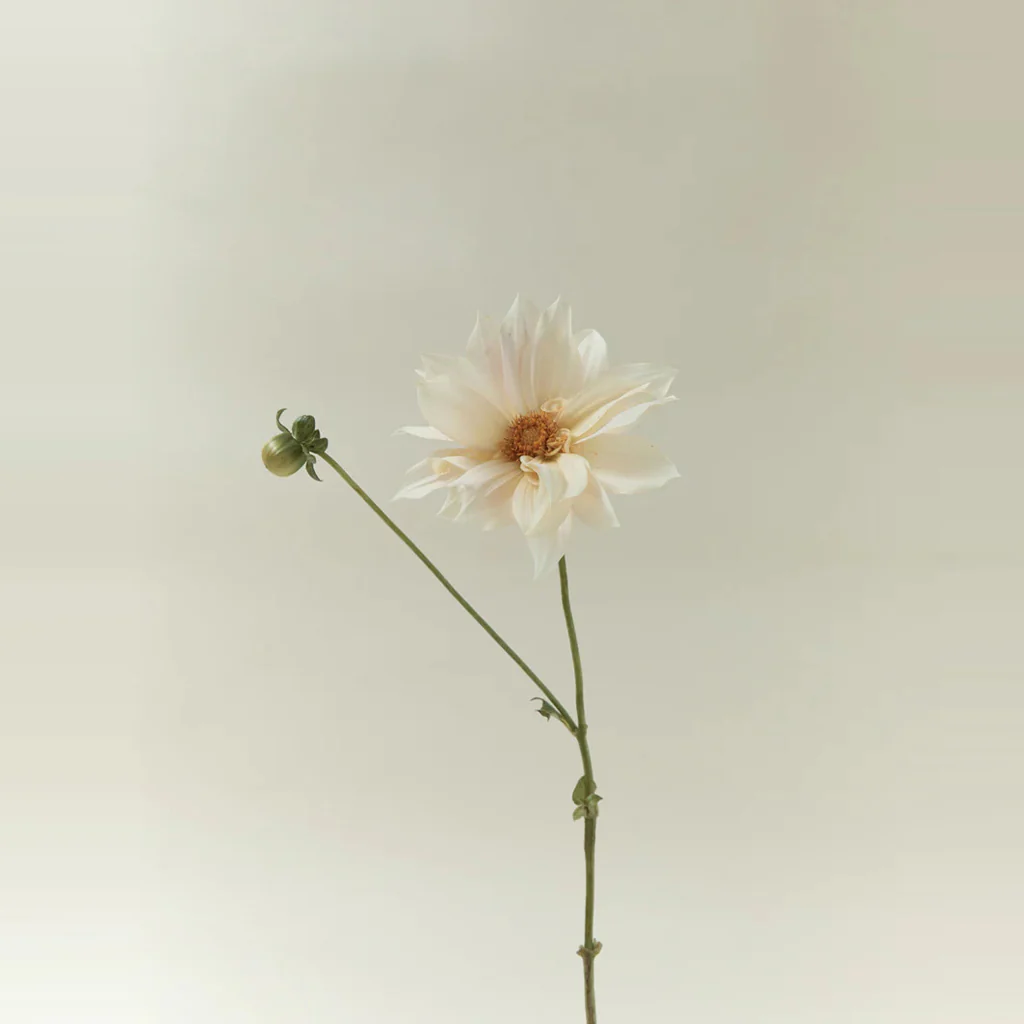 Addition Studio Body Oil - Image 4