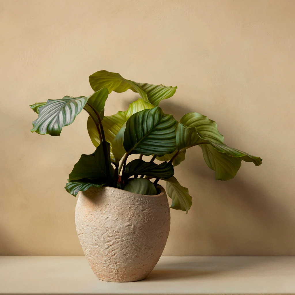 Audo Plantas Planter H24cm - Image 3