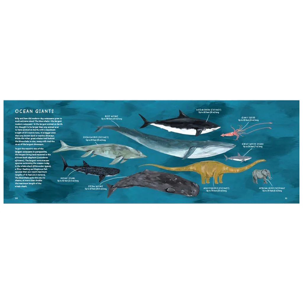 Children's Book : Kelzuki Whales An Illustrated Celebration Book - Image 3