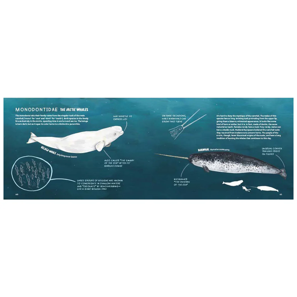 Children's Book : Kelzuki Whales An Illustrated Celebration Book - Image 5