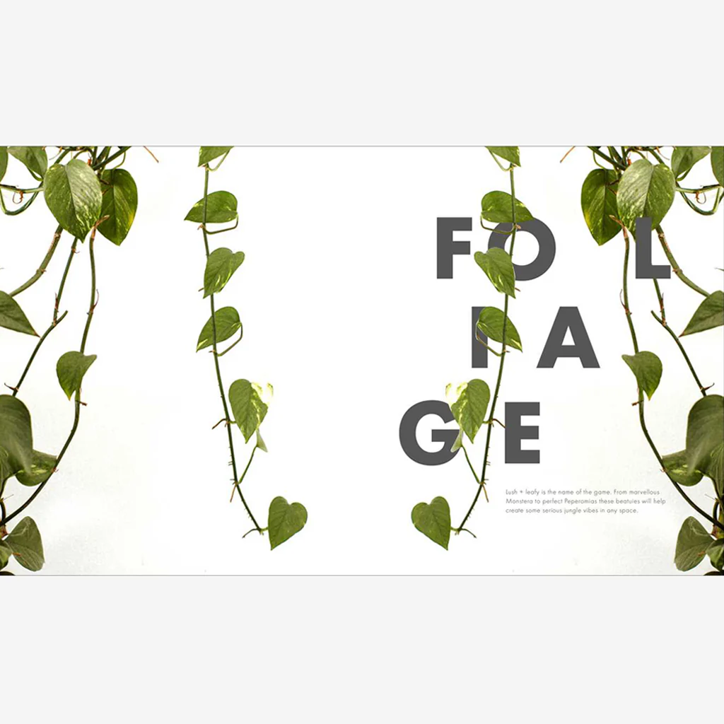 Book : Leaf Supply Book - Image 3