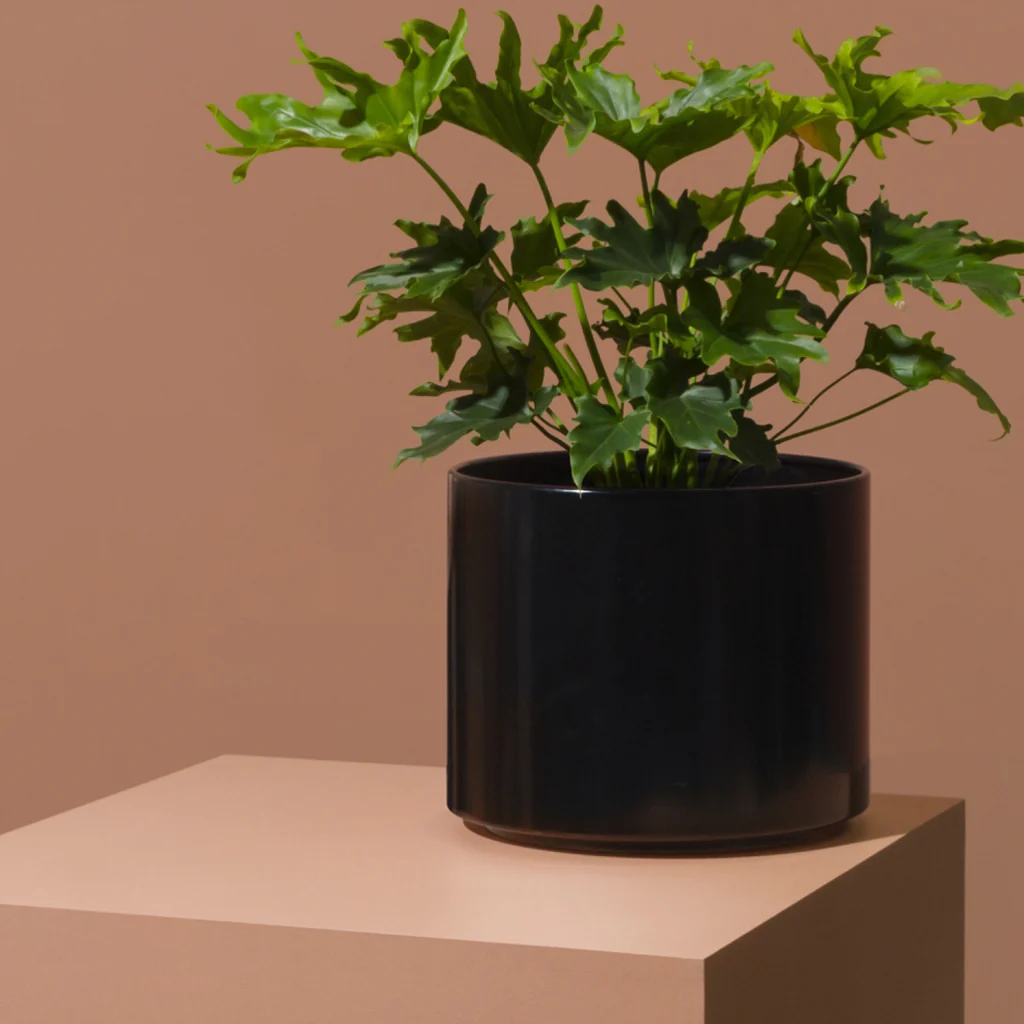 Middle Of Nowhere Benny Planter Black Medium - Image 3
