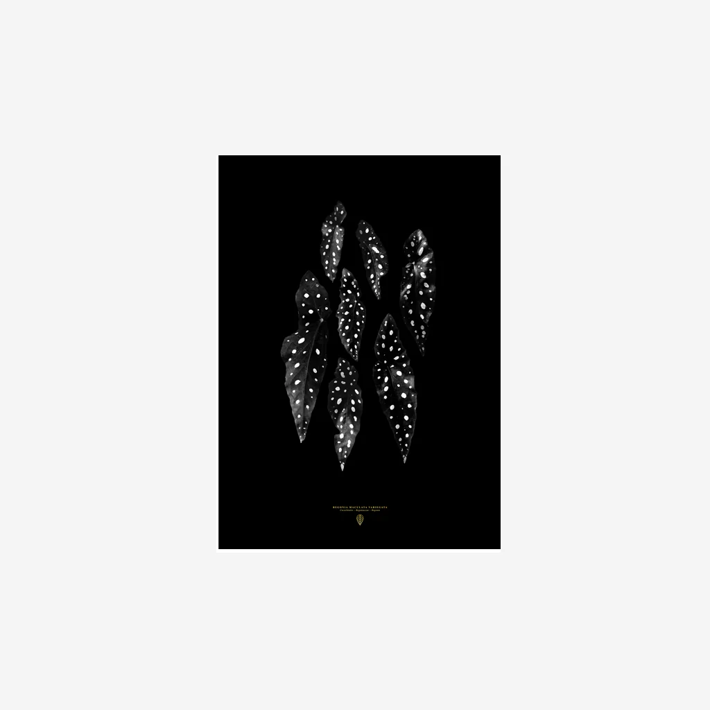 Sarah Cocolapine Begonia Maculata Print