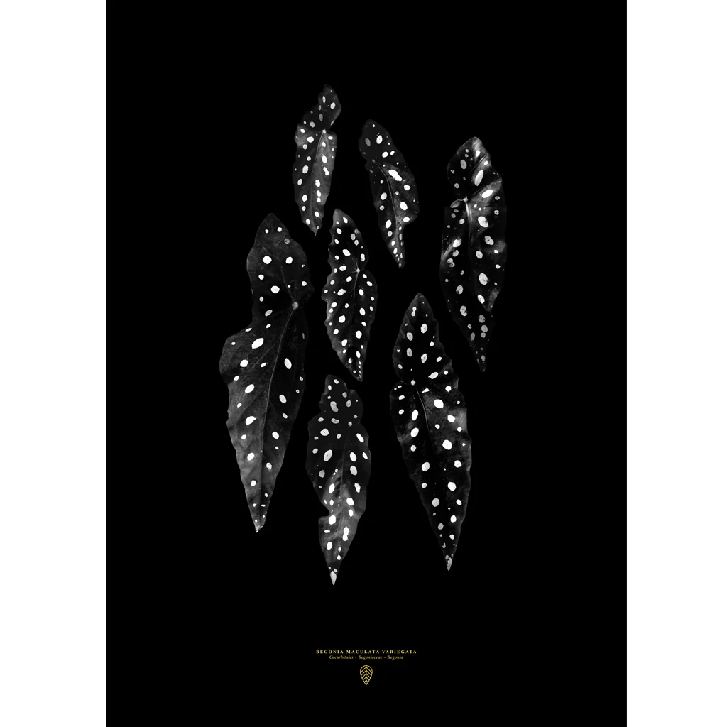Sarah Cocolapine Begonia Maculata Print - Image 2