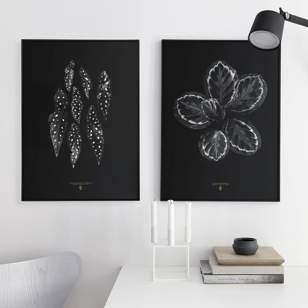 Sarah Cocolapine Calathea Roseopicta Print - Image 4