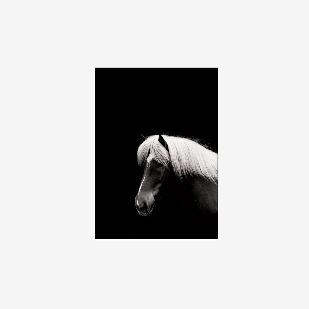 Sarah Cocolapine Hestur Horse Print