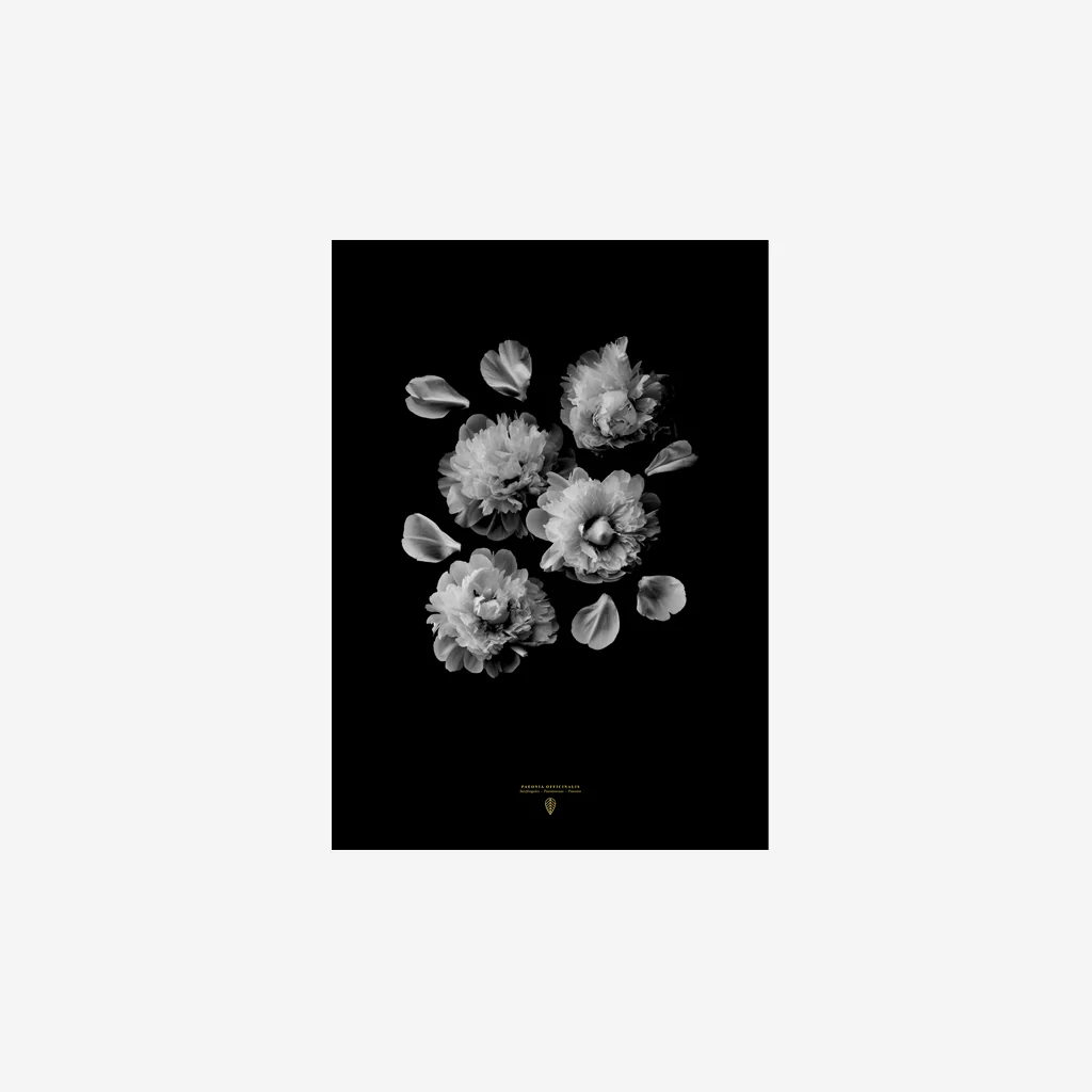 Sarah Cocolapine Paeonia Officinalis Print