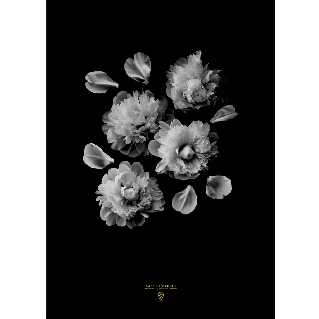 Sarah Cocolapine Paeonia Officinalis Print - Image 2