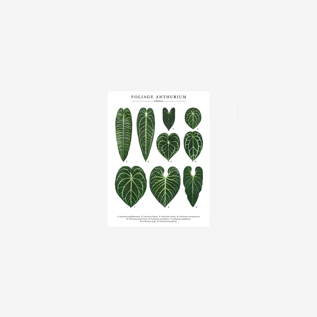 To Ban Cay Anthurium Print