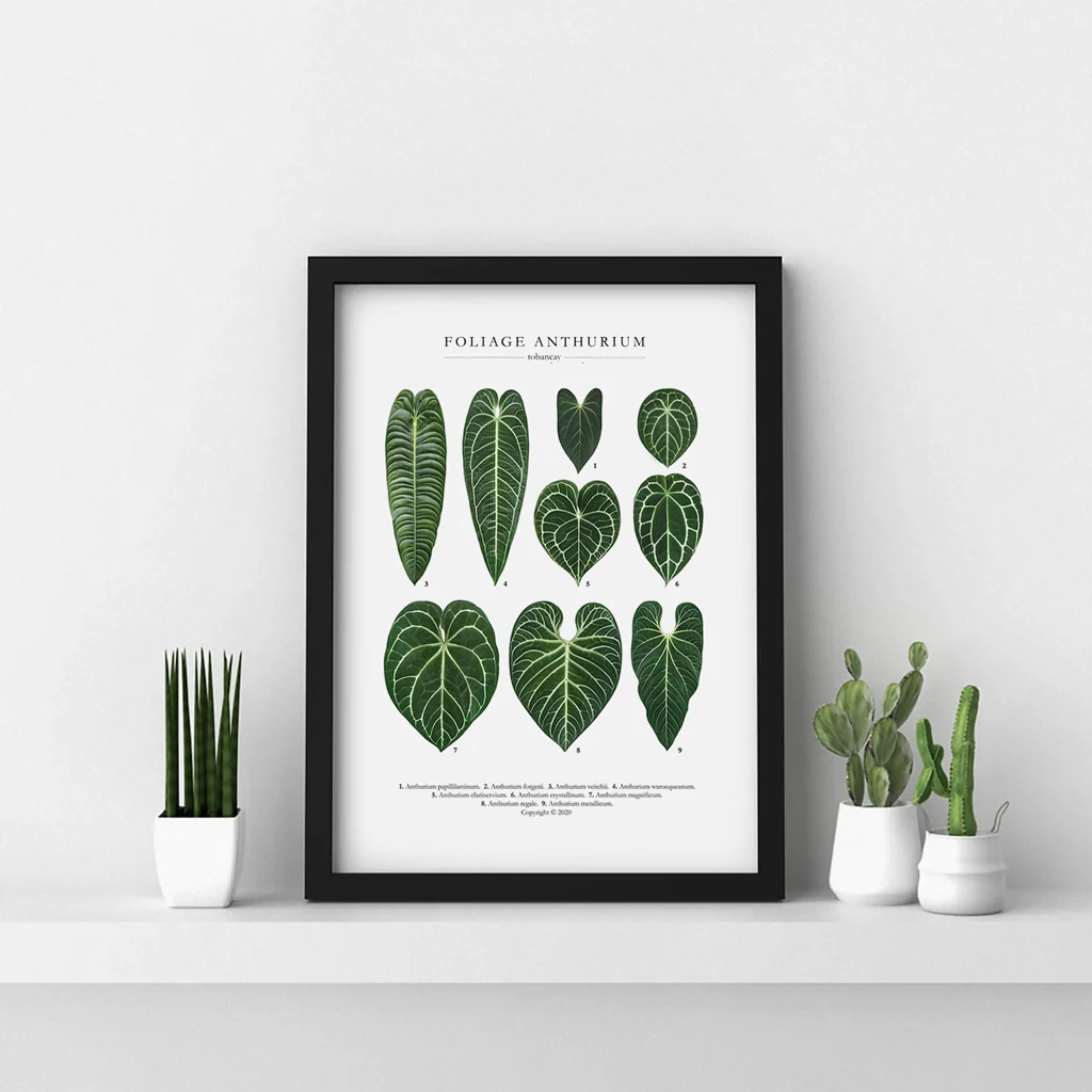 To Ban Cay Anthurium Print - Image 2