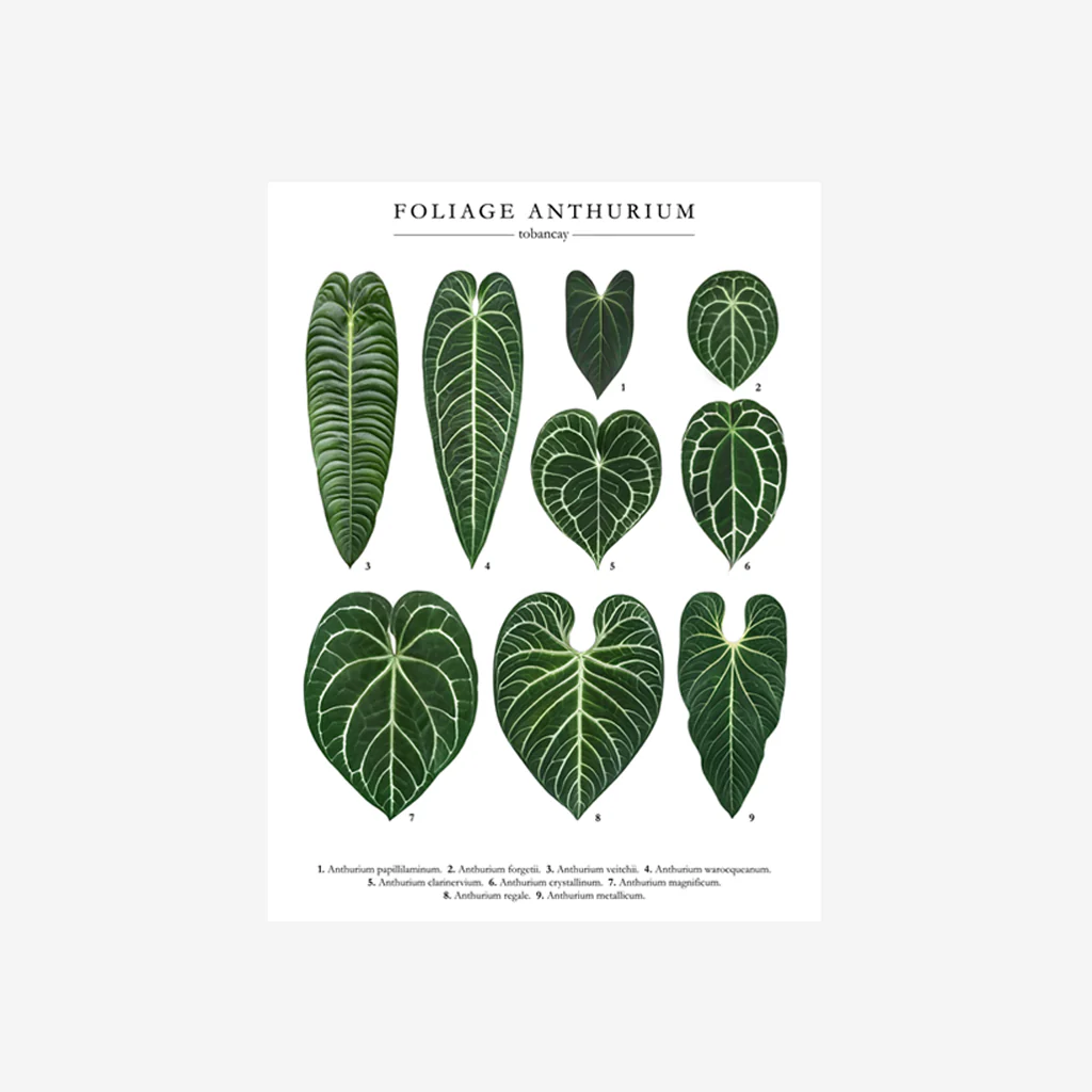 To Ban Cay Anthurium Print - Image 3