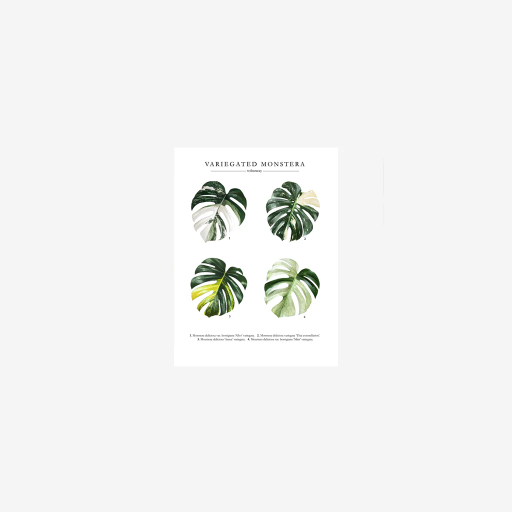 To Ban Cay Monstera Print