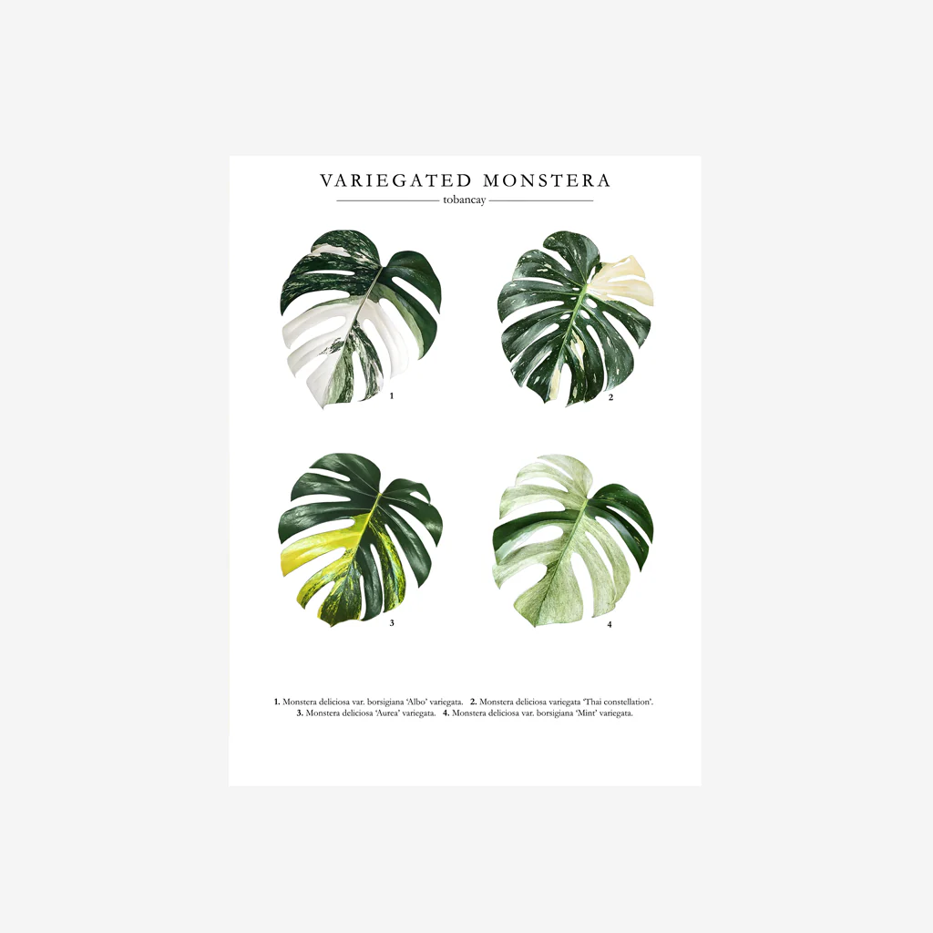 To Ban Cay Monstera Print - Image 3